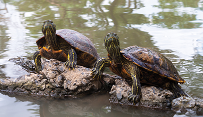 Slideshow Image 1